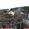 08_15-nest.jpg