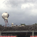 08_20-mast.jpg