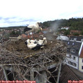 08_20-nest.jpg