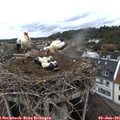 08_25-nest.jpg