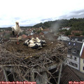 08_30-nest.jpg