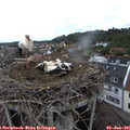 08_35-nest.jpg