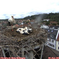 08_40-nest.jpg