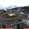 08_45-nest.jpg