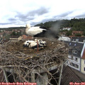 08_50-nest.jpg
