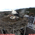 08_55-nest.jpg