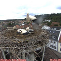 09_00-nest.jpg