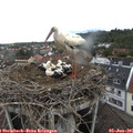 09_05-nest.jpg