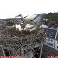 09_10-nest.jpg