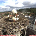 09_15-nest.jpg