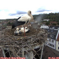 09_20-nest.jpg