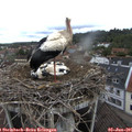 09_25-nest.jpg