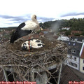 09_30-nest.jpg