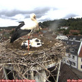 09_35-nest.jpg