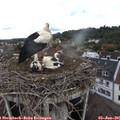09_40-nest.jpg