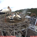 09_45-nest.jpg