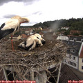 09_50-nest.jpg