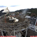 09_55-nest.jpg