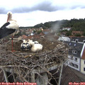 10_00-nest.jpg