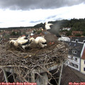 10_05-nest.jpg