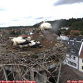 10_10-nest.jpg