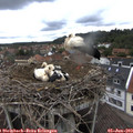10_15-nest.jpg