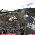 10_20-nest.jpg
