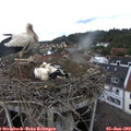 10_25-nest.jpg