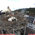 10_30-nest.jpg