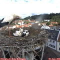 10_35-nest.jpg