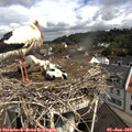 10_40-nest.jpg
