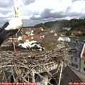 10_45-nest.jpg