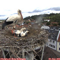 10_50-nest.jpg
