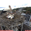 10_55-nest.jpg