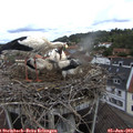 11_00-nest.jpg