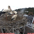 11_05-nest.jpg