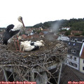 11_10-nest.jpg