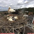 11_15-nest.jpg