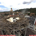 11_20-nest.jpg