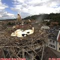 11_25-nest.jpg