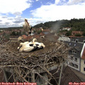 11_30-nest.jpg
