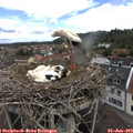 11_35-nest.jpg