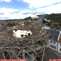 11_40-nest.jpg