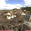 11_45-nest.jpg