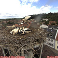 11_50-nest.jpg