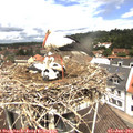 11_55-nest.jpg