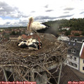12_00-nest.jpg