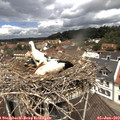 12_05-nest.jpg