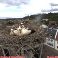 12_10-nest.jpg