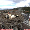 12_15-nest.jpg